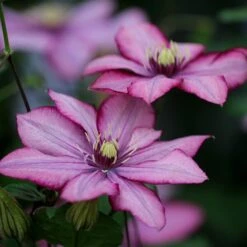 Clematis Paradiso ('Zo11154') (PBR) -Herbalife Shop pl2000028748 card2 lg