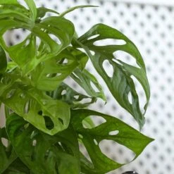 Monstera Adansonii 'Monkey Mask' -Herbalife Shop pl2000028842 card2 lg