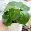 Peperomia Polybotrya 'Raindrop' 2 Peperomia Polybotrya 'Raindrop' -Herbalife Shop pl2000028843