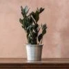 Zamioculcas Zamiifolia Raven ('Dowon') (PBR) -Herbalife Shop pl2000028845