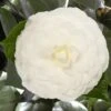 Camellia Japonica 'Nuccio's Gem' -Herbalife Shop pl2000029141