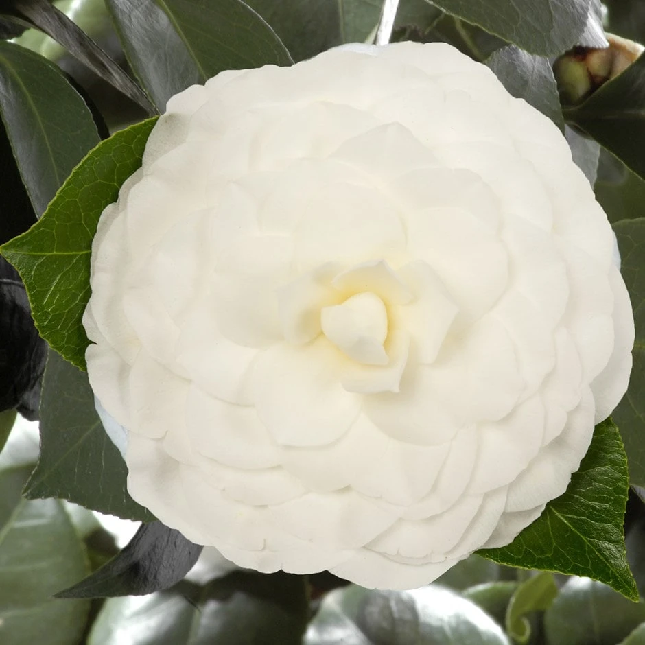 Camellia Japonica 'Nuccio's Gem' 3 Camellia Japonica 'Nuccio's Gem'