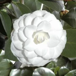 Camellia Japonica 'Nuccio's Gem' 6 Camellia Japonica 'Nuccio's Gem' -Herbalife Shop pl2000029141 card2 lg