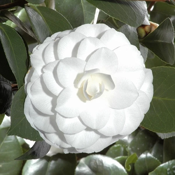 Camellia Japonica 'Nuccio's Gem' 4 Camellia Japonica 'Nuccio's Gem' - Image 2