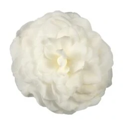 Camellia Japonica 'Nuccio's Gem' 7 Camellia Japonica 'Nuccio's Gem' -Herbalife Shop pl2000029141 card3 lg