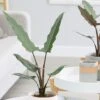 Alocasia Lauterbachiana -Herbalife Shop pl2000030497