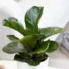 Ficus Lyrata 'Bambino' (PBR) 1 Ficus Lyrata 'Bambino' (PBR) -Herbalife Shop pl2000030498