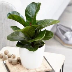 Ficus Lyrata 'Bambino' (PBR) -Herbalife Shop pl2000030498 card3 lg