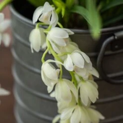 Cymbidium Sarah Jean ('Ice Cascade') 9 Cymbidium Sarah Jean ('Ice Cascade') -Herbalife Shop pl2000030522 card4 lg