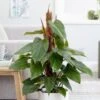 Philodendron Erubescens 'Red Emerald' 2 Philodendron Erubescens 'Red Emerald' -Herbalife Shop pl2000030531