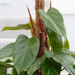 Philodendron Erubescens 'Red Emerald' -Herbalife Shop pl2000030531 card2 lg