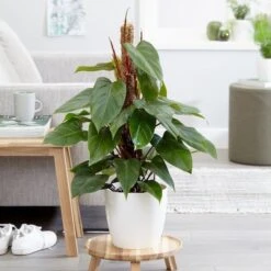 Philodendron Erubescens 'Red Emerald' -Herbalife Shop pl2000030531 card3 lg