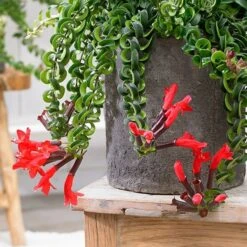 Aeschynanthus 'Twister' -Herbalife Shop pl2000030553 card3 lg