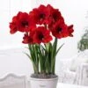 Hippeastrum (Galaxy Group) 'Red Lion' 2 Hippeastrum (Galaxy Group) 'Red Lion' -Herbalife Shop pl2000030734