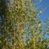 Phyllostachys Aurea 2 Phyllostachys Aurea -Herbalife Shop pl2000030872