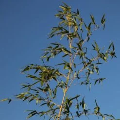 Phyllostachys Aurea -Herbalife Shop pl2000030872 card4 lg