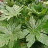 Fatsia Japonica 2 Fatsia Japonica -Herbalife Shop pl2000030879