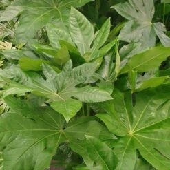 Fatsia Japonica -Herbalife Shop pl2000030879 card2 lg
