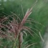 Miscanthus Sinensis 'Ferner Osten' -Herbalife Shop pl2000031286