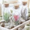 Air Plant In A Glass Bottle -Herbalife Shop pl2000031726