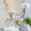 Hanging Jellyfish (air Plant) -Herbalife Shop pl2000031728