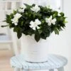 Gardenia Jasminoides -Herbalife Shop pl2000031758