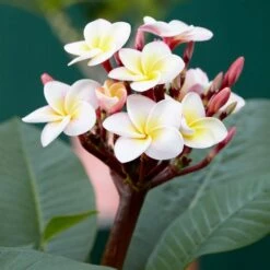 Plumeria Rubra Hawaiian Opal Pink ('Php2016') (PBR) -Herbalife Shop pl2000031997 card2 lg