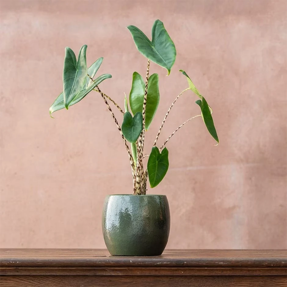 Alocasia Zebrina 3 Alocasia Zebrina