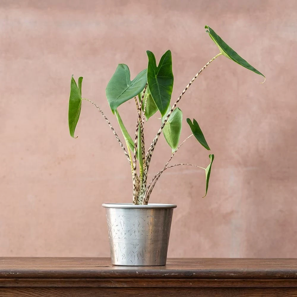 Alocasia Zebrina 4 Alocasia Zebrina - Image 2