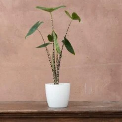 Alocasia Zebrina 7 Alocasia Zebrina -Herbalife Shop pl2000032005 card3 lg