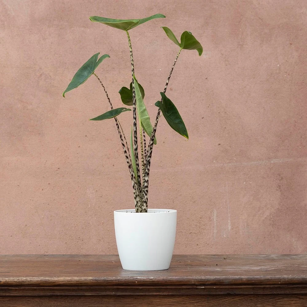 Alocasia Zebrina 5 Alocasia Zebrina - Image 3