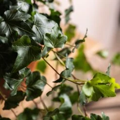 Hedera Helix 'Wonder' 6 Hedera Helix 'Wonder' -Herbalife Shop pl2000032009 card2 lg