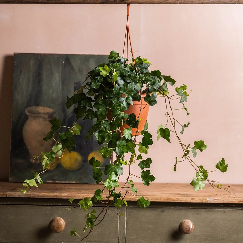 Hedera Helix 'Wonder' 5 Hedera Helix 'Wonder' - Image 3