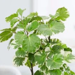 Polyscias Scutellaria 'Balfourii' -Herbalife Shop pl2000032015 card3 lg