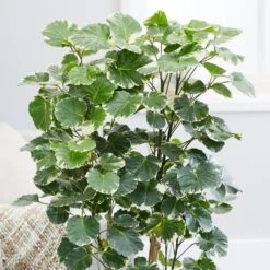 Polyscias Scutellaria 'Balfourii' -Herbalife Shop pl2000032015 card4 lg