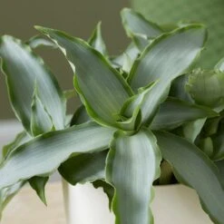 Murdannia Loriformis Bright Star ('Ppimur004') -Herbalife Shop pl2000032030 card2 lg