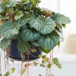 Saxifraga Stolonifera -Herbalife Shop pl2000032041 card2 lg