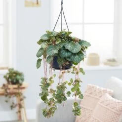 Saxifraga Stolonifera -Herbalife Shop pl2000032041 card3 lg