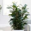 Ficus Cyathistipula -Herbalife Shop pl2000032064