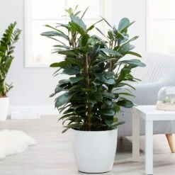 Ficus Cyathistipula -Herbalife Shop pl2000032064 card3 lg
