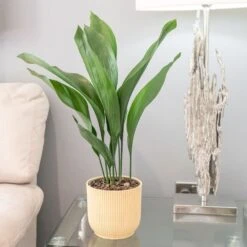 Aspidistra Elatior -Herbalife Shop pl2000032065 card2 lg