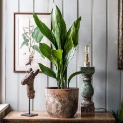 Aspidistra Elatior -Herbalife Shop pl2000032065 card4 lg