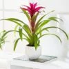 Guzmania 'Voilà ' 2 Guzmania 'Voilà ' -Herbalife Shop pl2000032081