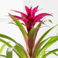 Guzmania 'Voilà' -Herbalife Shop pl2000032081 card2 lg