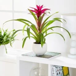 Guzmania 'Voilà' -Herbalife Shop pl2000032081 card3 lg
