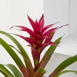 Guzmania 'Voilà' -Herbalife Shop pl2000032081 card4 lg
