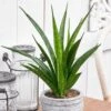 Sansevieria Kirkii 'Friends' -Herbalife Shop pl2000032083