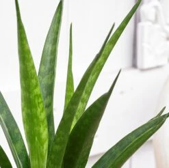 Sansevieria Kirkii 'Friends' -Herbalife Shop pl2000032083 card2 lg