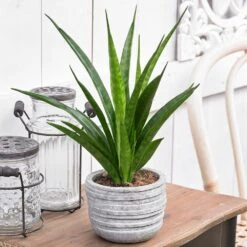 Sansevieria Kirkii 'Friends' -Herbalife Shop pl2000032083 card3 lg