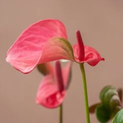 Anthurium Pink Champion ('Antinkeles') (PBR) -Herbalife Shop pl2000032090 card3 lg